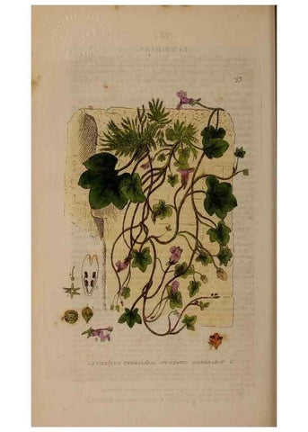 Reproducción/Reproduction 28896998272: British phaenogamous botany,. Oxford,Published by the author, sold by J.H. Parker [etc.]1834-43.