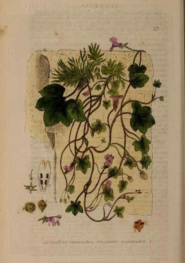 Reproducción/Reproduction 28896998272: British phaenogamous botany,. Oxford,Published by the author, sold by J.H. Parker [etc.]1834-43.