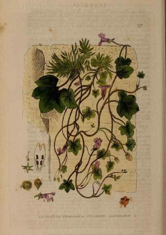 Reproducción/Reproduction 28896998272: British phaenogamous botany,. Oxford,Published by the author, sold by J.H. Parker [etc.]1834-43.