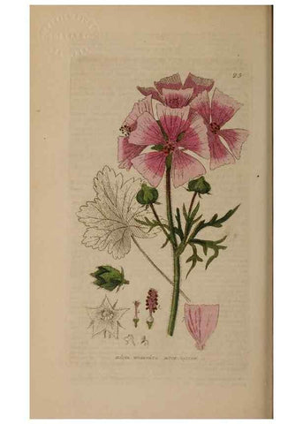 Reproducción/Reproduction 28969618246: British phaenogamous botany,. Oxford,Published by the author, sold by J.H. Parker [etc.]1834-43.