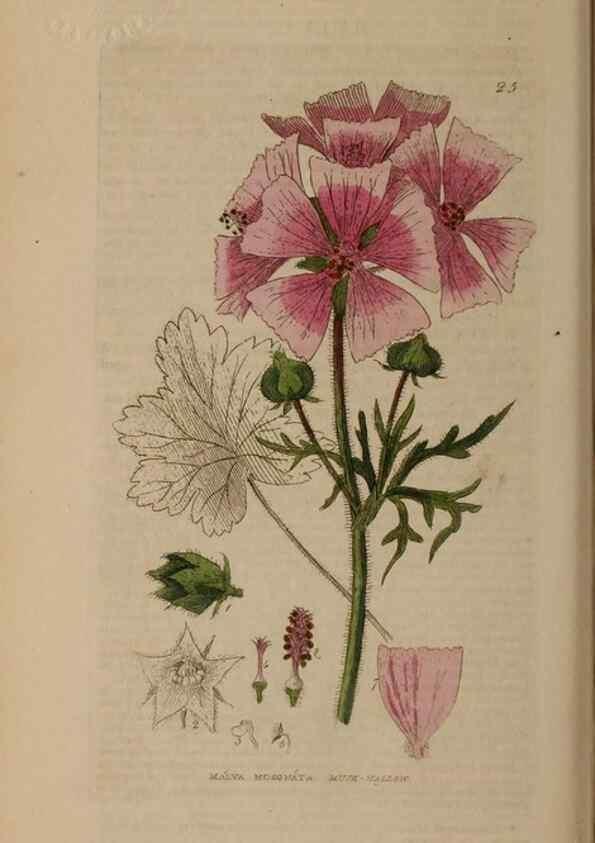 Reproducción/Reproduction 28969618246: British phaenogamous botany,. Oxford,Published by the author, sold by J.H. Parker [etc.]1834-43.