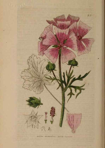 Reproducción/Reproduction 28969618246: British phaenogamous botany,. Oxford,Published by the author, sold by J.H. Parker [etc.]1834-43.