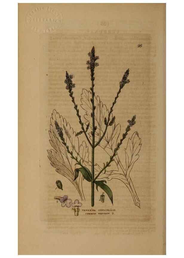 Reproducción/Reproduction 28715947540: British phaenogamous botany,. Oxford,Published by the author, sold by J.H. Parker [etc.]1834-43.