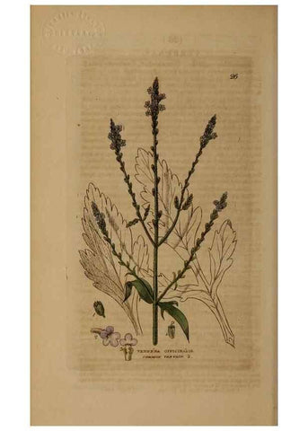 Reproducción/Reproduction 28715947540: British phaenogamous botany,. Oxford,Published by the author, sold by J.H. Parker [etc.]1834-43.