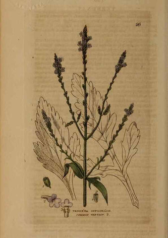 Reproducción/Reproduction 28715947540: British phaenogamous botany,. Oxford,Published by the author, sold by J.H. Parker [etc.]1834-43.