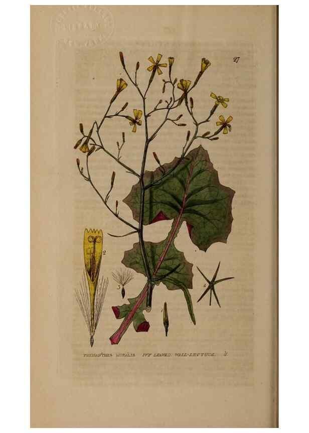 Reproducción/Reproduction 28897025812: British phaenogamous botany,. Oxford,Published by the author, sold by J.H. Parker [etc.]1834-43.