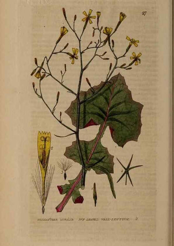 Reproducción/Reproduction 28897025812: British phaenogamous botany,. Oxford,Published by the author, sold by J.H. Parker [etc.]1834-43.