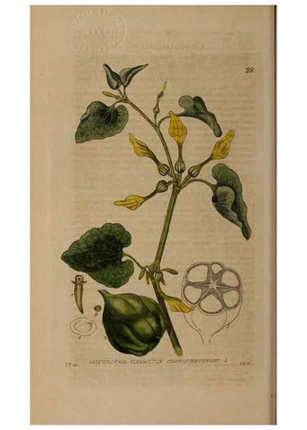 Reproducción/Reproduction 28715954870: British phaenogamous botany,. Oxford,Published by the author, sold by J.H. Parker [etc.]1834-43.