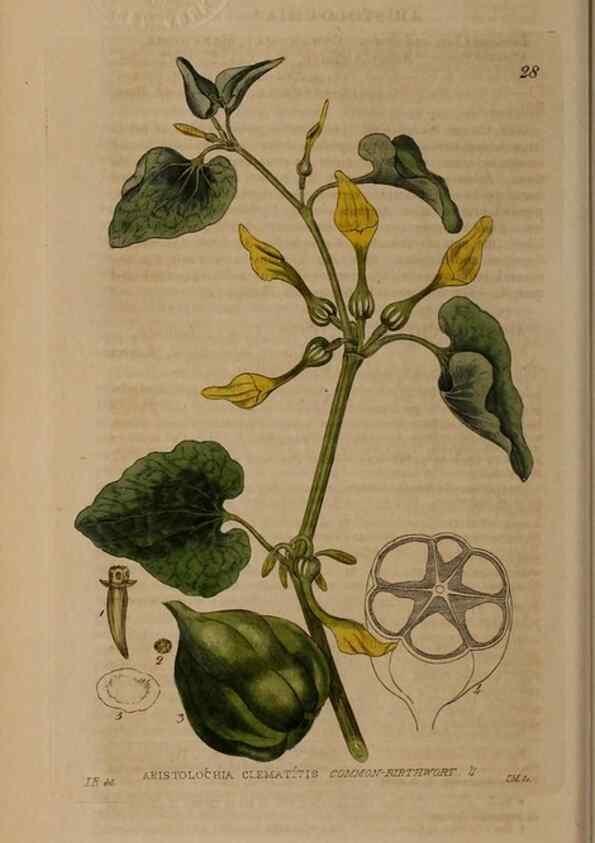 Reproducción/Reproduction 28715954870: British phaenogamous botany,. Oxford,Published by the author, sold by J.H. Parker [etc.]1834-43.