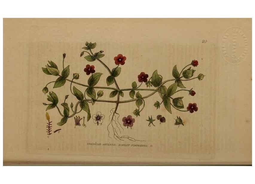 Reproducción/Reproduction 28382557194: British phaenogamous botany,. Oxford,Published by the author, sold by J.H. Parker [etc.]1834-43.