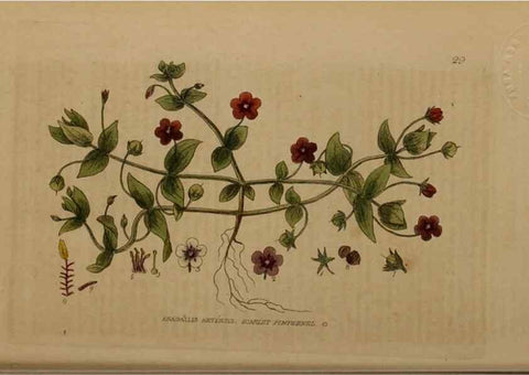 Reproducción/Reproduction 28382557194: British phaenogamous botany,. Oxford,Published by the author, sold by J.H. Parker [etc.]1834-43.