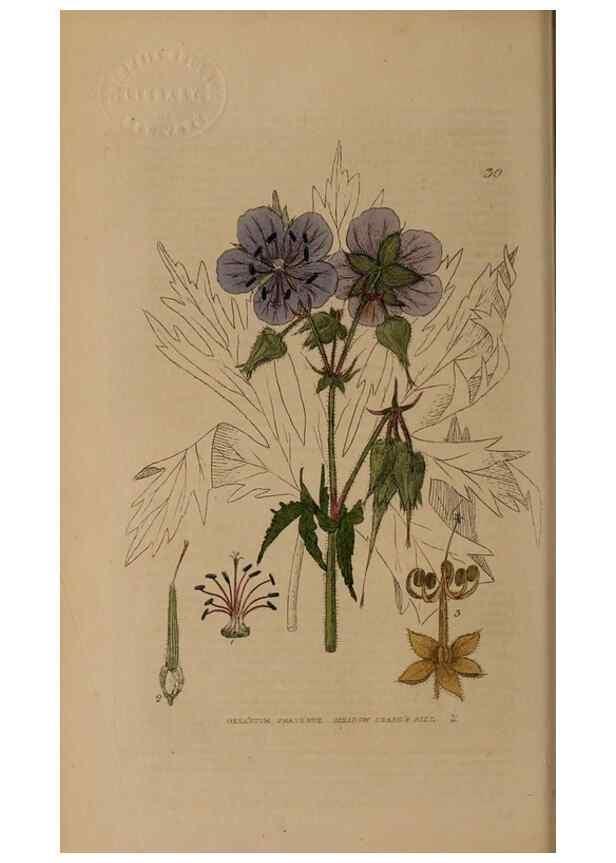 Reproducción/Reproduction 28969644716: British phaenogamous botany,. Oxford,Published by the author, sold by J.H. Parker [etc.]1834-43.