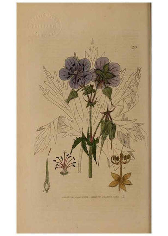 Reproducción/Reproduction 28969644716: British phaenogamous botany,. Oxford,Published by the author, sold by J.H. Parker [etc.]1834-43.