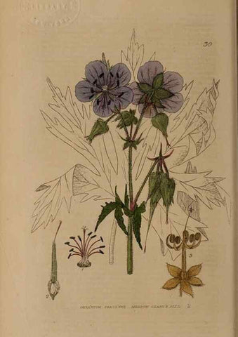 Reproducción/Reproduction 28969644716: British phaenogamous botany,. Oxford,Published by the author, sold by J.H. Parker [etc.]1834-43.