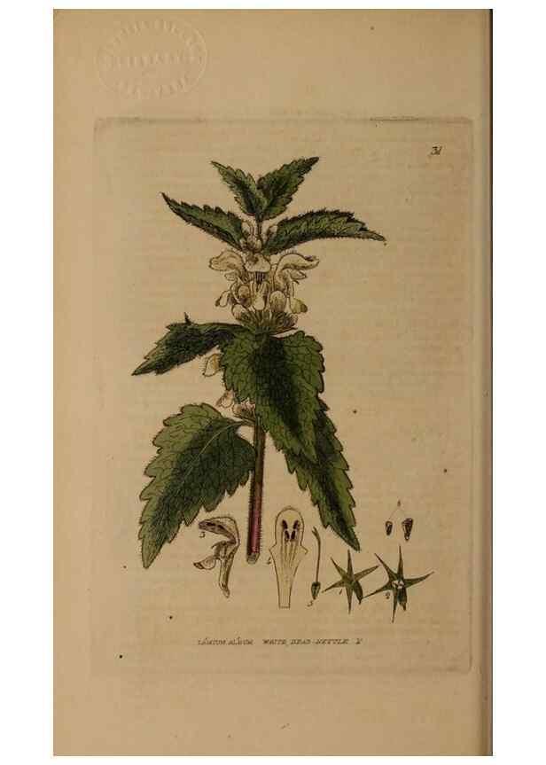 Reproducción/Reproduction 29002161545: British phaenogamous botany,. Oxford,Published by the author, sold by J.H. Parker [etc.]1834-43.