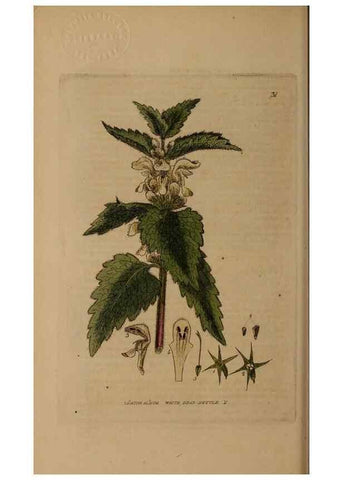 Reproducción/Reproduction 29002161545: British phaenogamous botany,. Oxford,Published by the author, sold by J.H. Parker [etc.]1834-43.