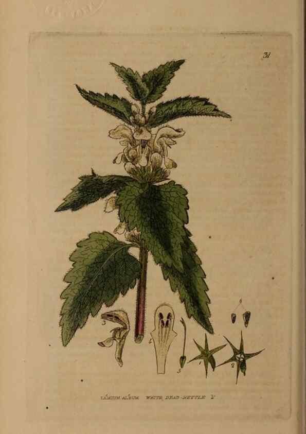 Reproducción/Reproduction 29002161545: British phaenogamous botany,. Oxford,Published by the author, sold by J.H. Parker [etc.]1834-43.