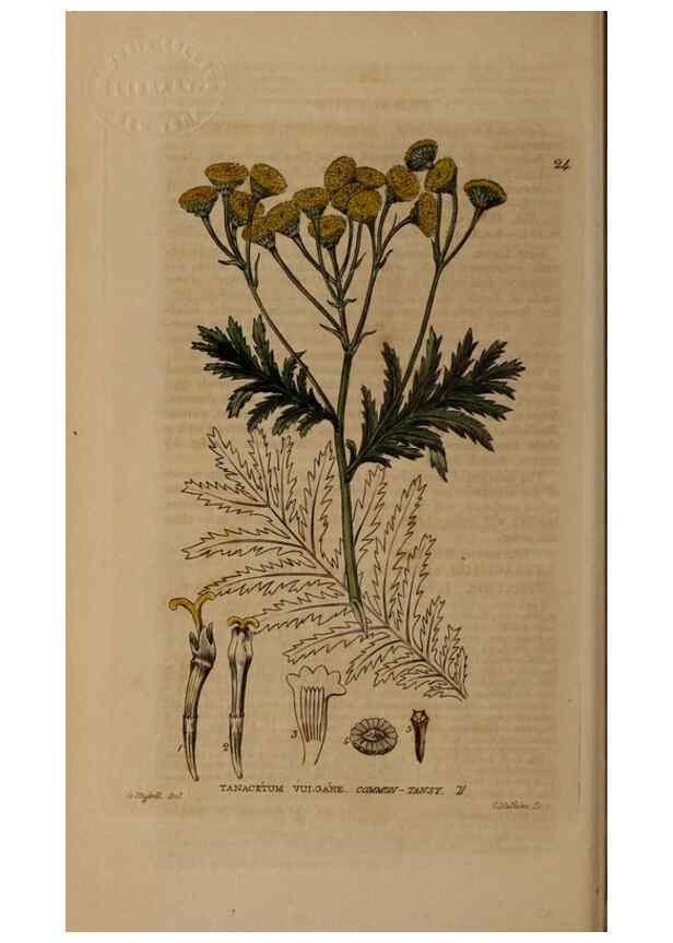 Reproducción/Reproduction 28382530224: British phaenogamous botany,. Oxford,Published by the author, sold by J.H. Parker [etc.]1834-43.