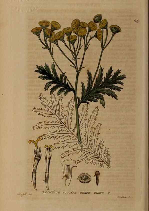 Reproducción/Reproduction 28382530224: British phaenogamous botany,. Oxford,Published by the author, sold by J.H. Parker [etc.]1834-43.