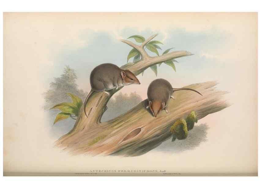 Reproducción/Reproduction 27011010320: The mammals of Australia.. London,Printed by Taylor and Francis, pub. by the author,1863.