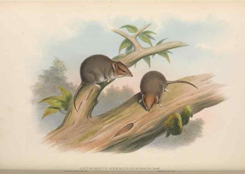 Reproducción/Reproduction 27011010320: The mammals of Australia.. London,Printed by Taylor and Francis, pub. by the author,1863.