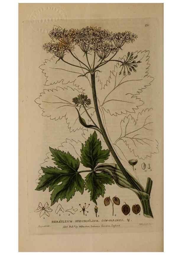 Reproducción/Reproduction 28988651216: British phaenogamous botany,. Oxford,Published by the author, sold by J.H. Parker [etc.]1834-43.