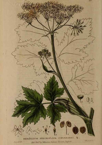 Reproducción/Reproduction 28988651216: British phaenogamous botany,. Oxford,Published by the author, sold by J.H. Parker [etc.]1834-43.