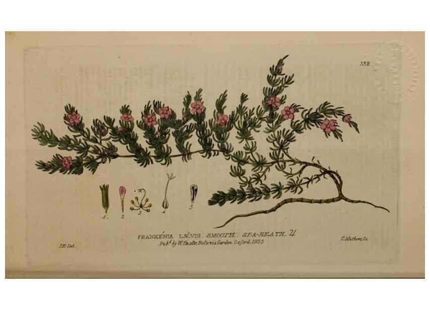 Reproducción/Reproduction 29021265315: British phaenogamous botany,. Oxford,Published by the author, sold by J.H. Parker [etc.]1834-43.