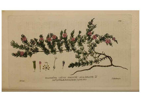 Reproducción/Reproduction 29021265315: British phaenogamous botany,. Oxford,Published by the author, sold by J.H. Parker [etc.]1834-43.