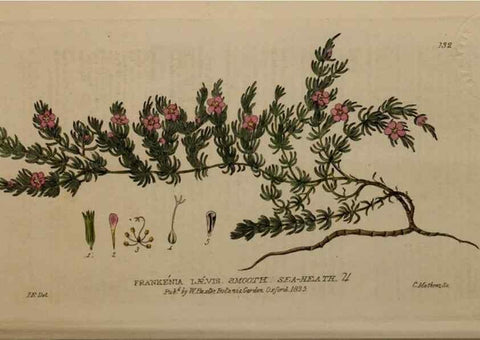 Reproducción/Reproduction 29021265315: British phaenogamous botany,. Oxford,Published by the author, sold by J.H. Parker [etc.]1834-43.