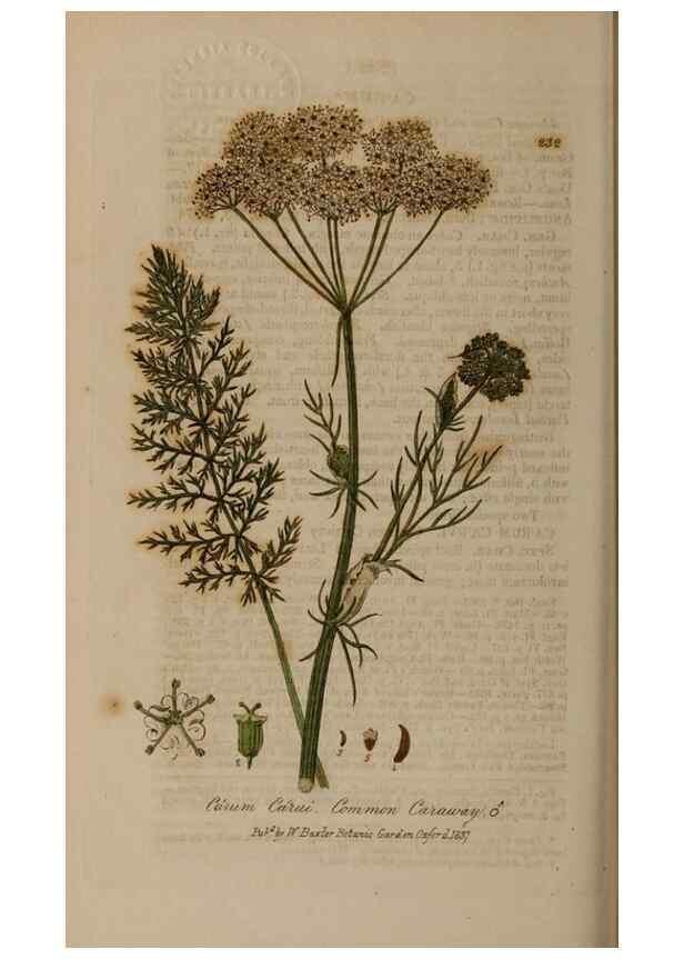 Reproducción/Reproduction 28918002002: British phaenogamous botany,. Oxford,Published by the author, sold by J.H. Parker [etc.]1834-43.