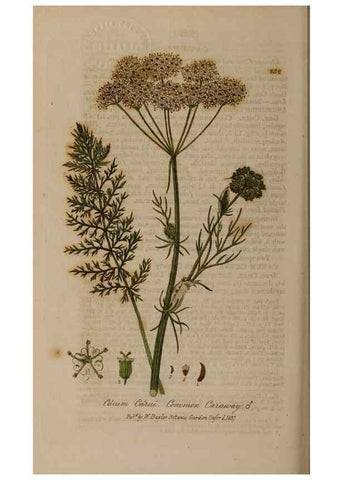 Reproducción/Reproduction 28918002002: British phaenogamous botany,. Oxford,Published by the author, sold by J.H. Parker [etc.]1834-43.