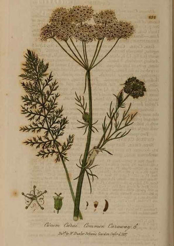 Reproducción/Reproduction 28918002002: British phaenogamous botany,. Oxford,Published by the author, sold by J.H. Parker [etc.]1834-43.