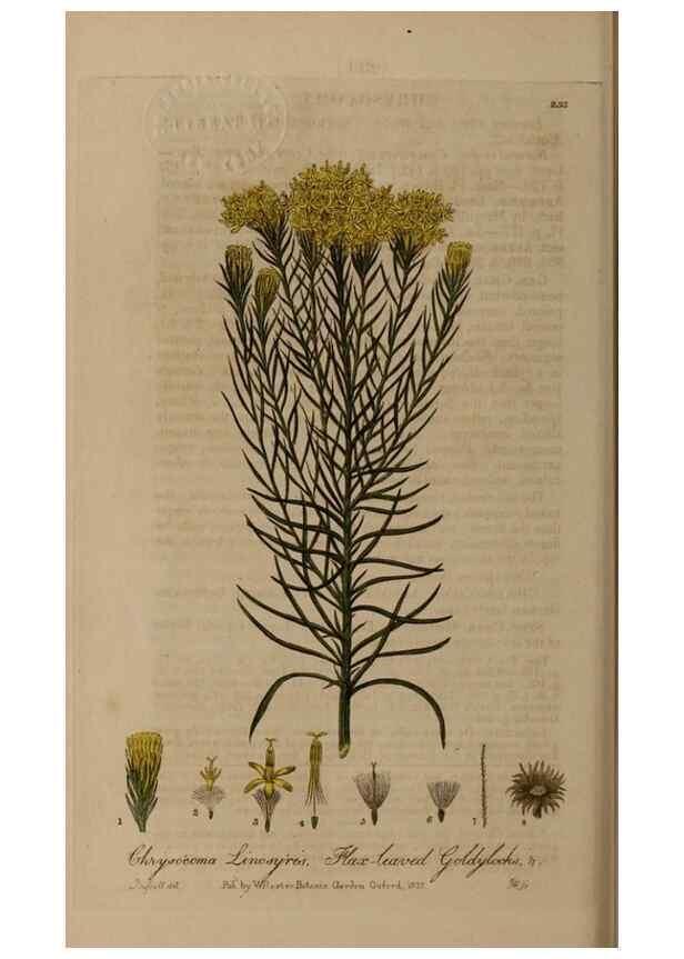 Reproducción/Reproduction 28918005322: British phaenogamous botany,. Oxford,Published by the author, sold by J.H. Parker [etc.]1834-43.