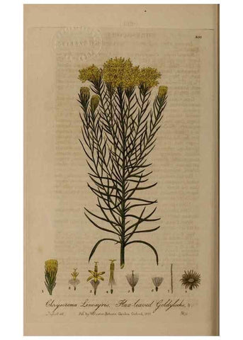 Reproducción/Reproduction 28918005322: British phaenogamous botany,. Oxford,Published by the author, sold by J.H. Parker [etc.]1834-43.