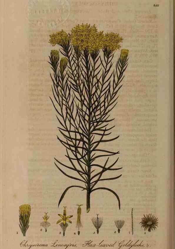 Reproducción/Reproduction 28918005322: British phaenogamous botany,. Oxford,Published by the author, sold by J.H. Parker [etc.]1834-43.