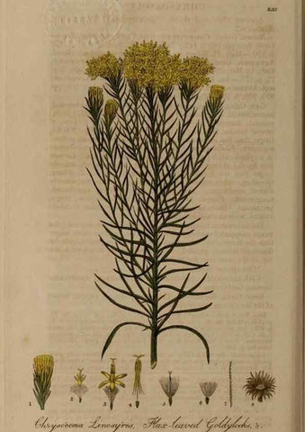 Reproducción/Reproduction 28918005322: British phaenogamous botany,. Oxford,Published by the author, sold by J.H. Parker [etc.]1834-43.