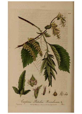 Reproducción/Reproduction 28736761790: British phaenogamous botany,. Oxford,Published by the author, sold by J.H. Parker [etc.]1834-43.
