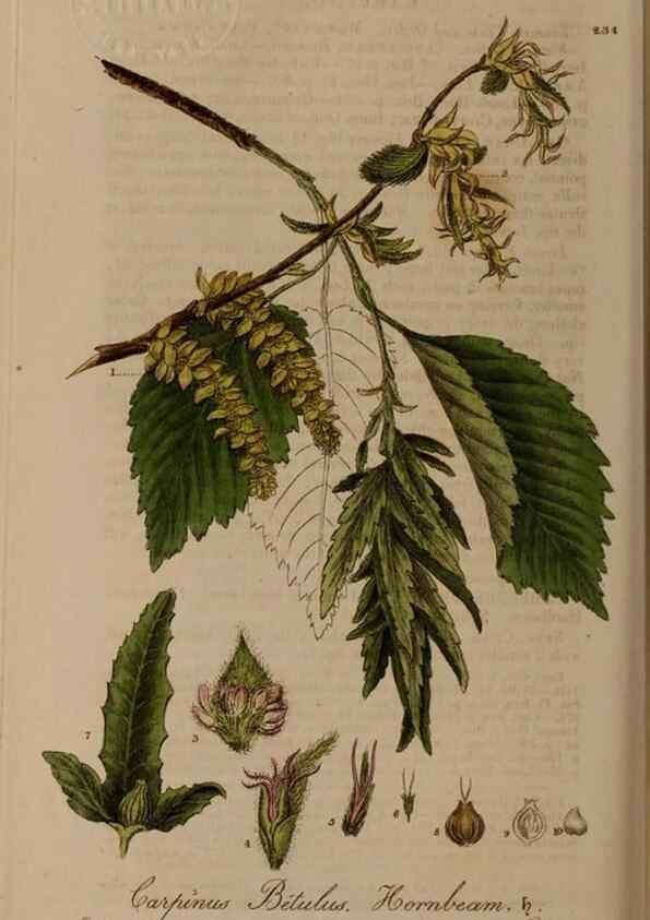 Reproducción/Reproduction 28736761790: British phaenogamous botany,. Oxford,Published by the author, sold by J.H. Parker [etc.]1834-43.