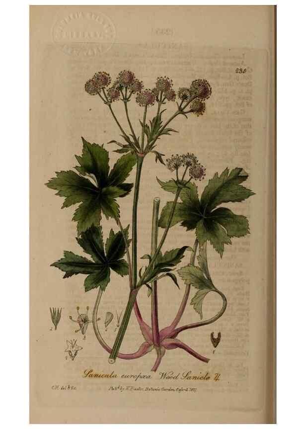 Reproducción/Reproduction 28402679814: British phaenogamous botany,. Oxford,Published by the author, sold by J.H. Parker [etc.]1834-43.