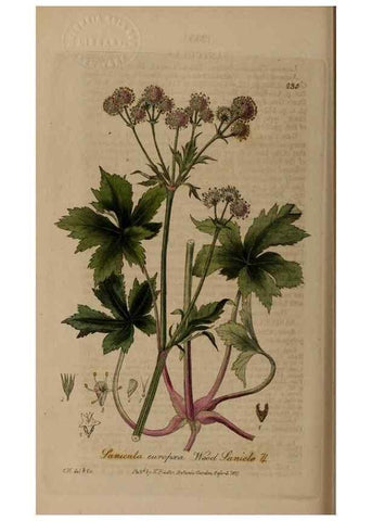 Reproducción/Reproduction 28402679814: British phaenogamous botany,. Oxford,Published by the author, sold by J.H. Parker [etc.]1834-43.