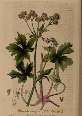Reproducción/Reproduction 28402679814: British phaenogamous botany,. Oxford,Published by the author, sold by J.H. Parker [etc.]1834-43.