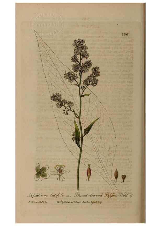 Reproducción/Reproduction 28990246106: British phaenogamous botany,. Oxford,Published by the author, sold by J.H. Parker [etc.]1834-43.
