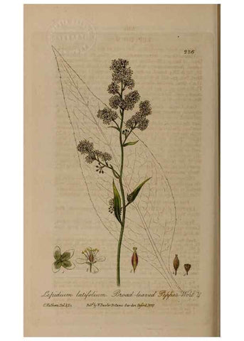 Reproducción/Reproduction 28990246106: British phaenogamous botany,. Oxford,Published by the author, sold by J.H. Parker [etc.]1834-43.