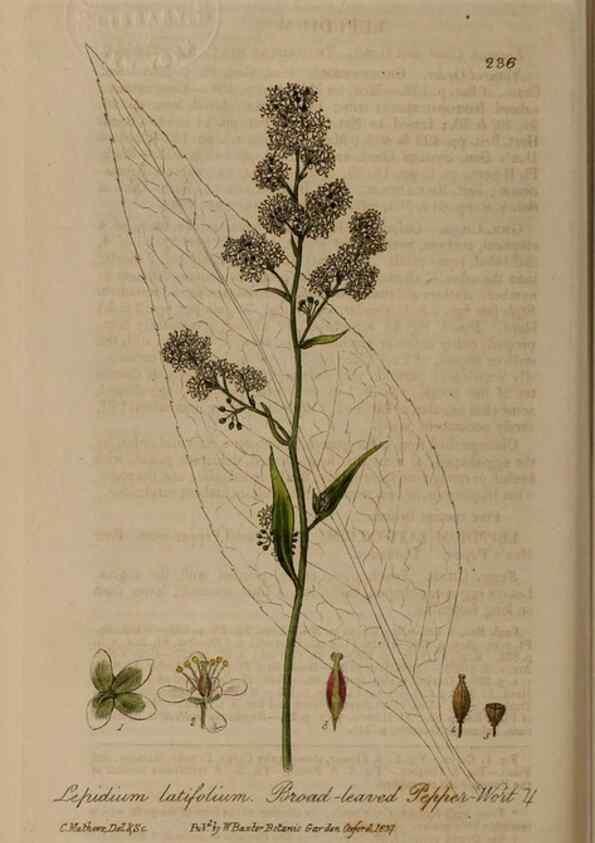 Reproducción/Reproduction 28990246106: British phaenogamous botany,. Oxford,Published by the author, sold by J.H. Parker [etc.]1834-43.