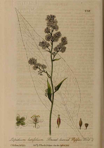 Reproducción/Reproduction 28990246106: British phaenogamous botany,. Oxford,Published by the author, sold by J.H. Parker [etc.]1834-43.