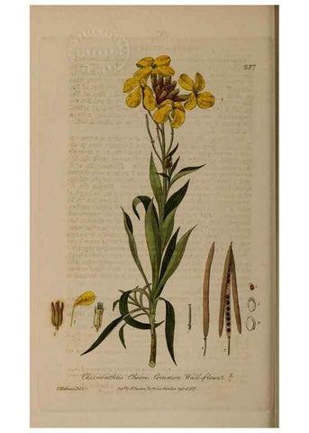 Reproducción/Reproduction 28990248736: British phaenogamous botany,. Oxford,Published by the author, sold by J.H. Parker [etc.]1834-43.