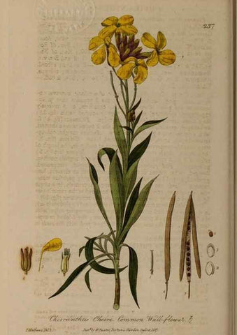 Reproducción/Reproduction 28990248736: British phaenogamous botany,. Oxford,Published by the author, sold by J.H. Parker [etc.]1834-43.