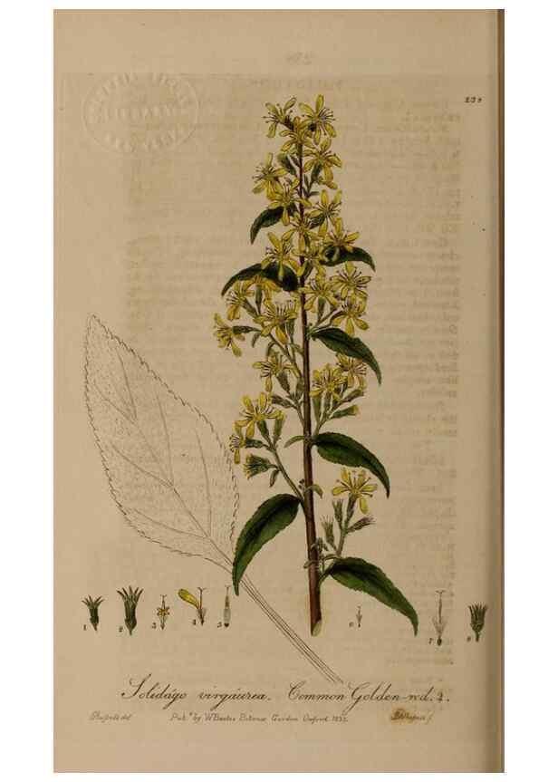 Reproducción/Reproduction 28918024742: British phaenogamous botany,. Oxford,Published by the author, sold by J.H. Parker [etc.]1834-43.