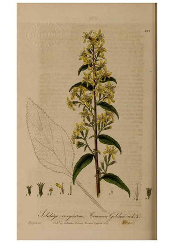 Reproducción/Reproduction 28918024742: British phaenogamous botany,. Oxford,Published by the author, sold by J.H. Parker [etc.]1834-43.